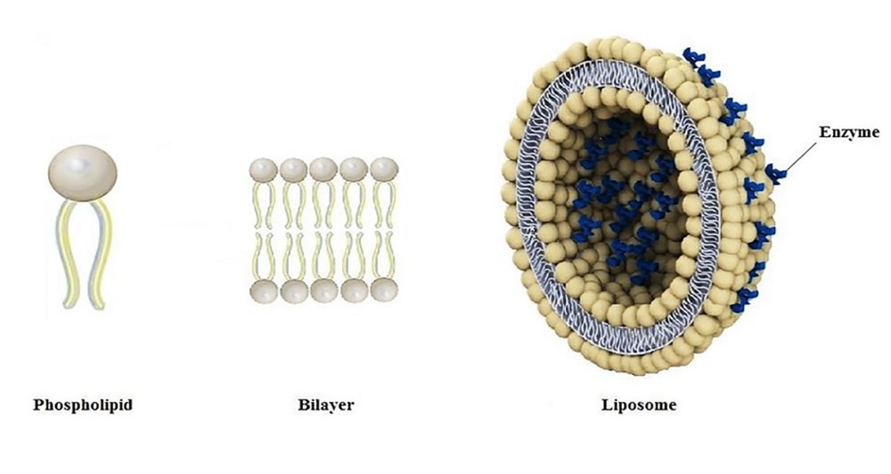 Phân loại Liposome chi tiết